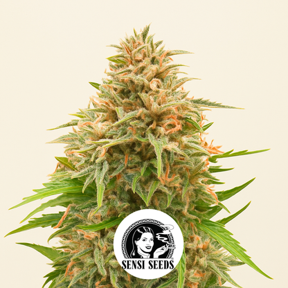 Shiva Skunk Automatic (Sensi Seeds) Cannabis-Samen