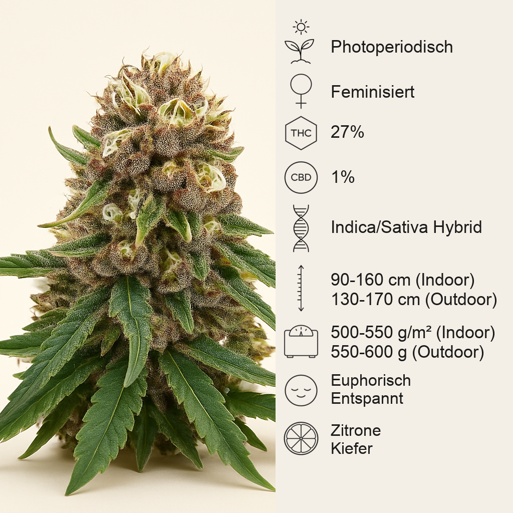 Royal Gorilla (RQS) Cannabis-Samen