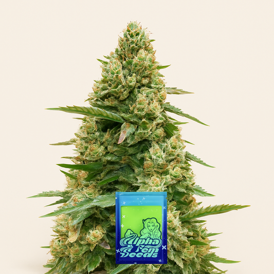 Sith OG feminisierte Samen (AlphaFem Seeds)