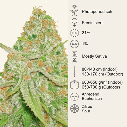 Lemon Shining Silver Haze (RQS) Cannabis-Samen