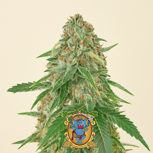 Sweet Zenzation XL Auto Samen feminisiert (Sweet Seeds)