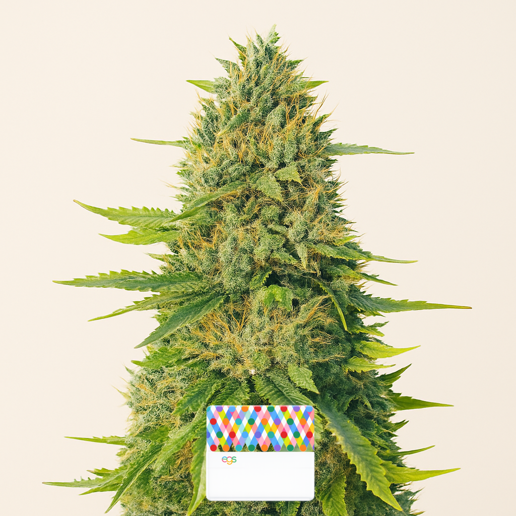 GG#4 Original Glue Fast Version feminisierte Samen (EGS)
