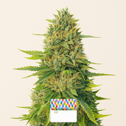 GG#4 Original Glue Fast Version feminisierte Samen (EGS)