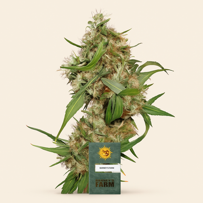 Critical Kush Auto/Critical Rapido Auto (Barney's Farm)