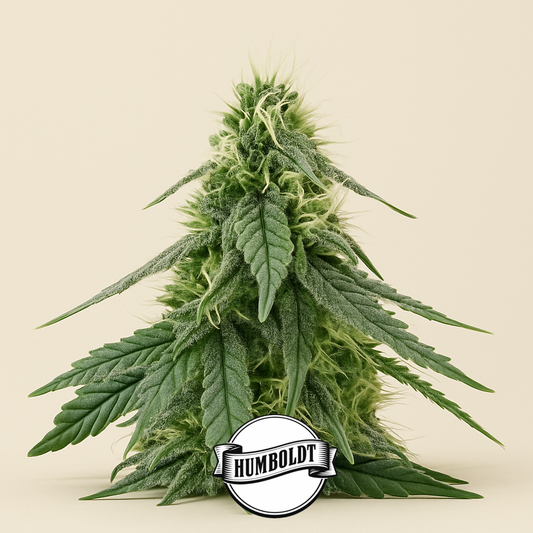 Sour Apple Autoflower feminisierte Samen (Humboldt Seed Company)