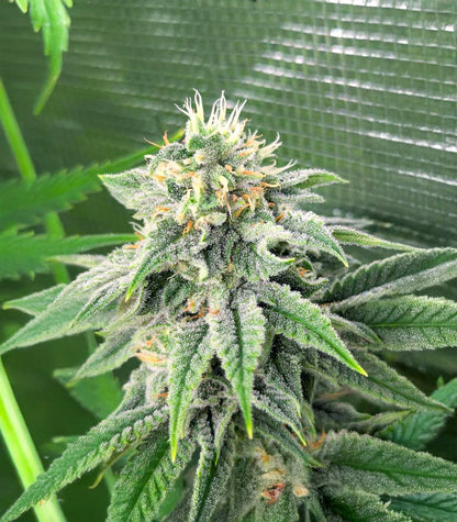 Strawberry Sangria Banana Autoflower Cannabispflanze – Seedkeepers, Foto 3