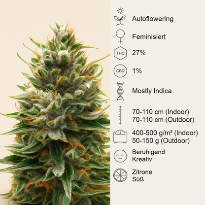 Tropicana Cookies Auto feminisierte Samen (Fast Buds)