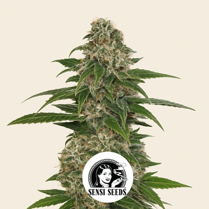Early Skunk Automatic (Sensi Seeds) Cannabis-Samen
