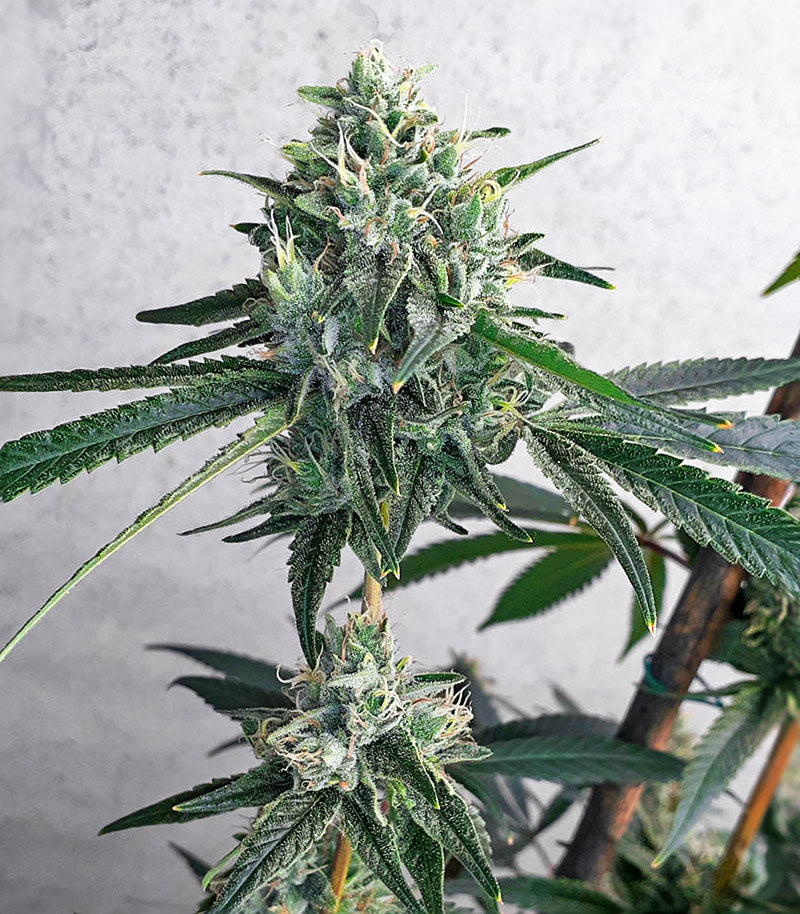 Alpha 21 Cannabispflanze – AlphaFem Seeds, Foto 2