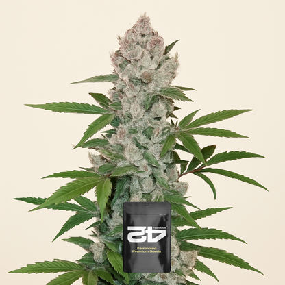 Girl Scout Cookies Auto (Fast Buds) Cannabis-Samen