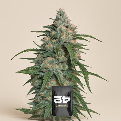 Pineapple Express Auto feminisierte Samen (Fast Buds)