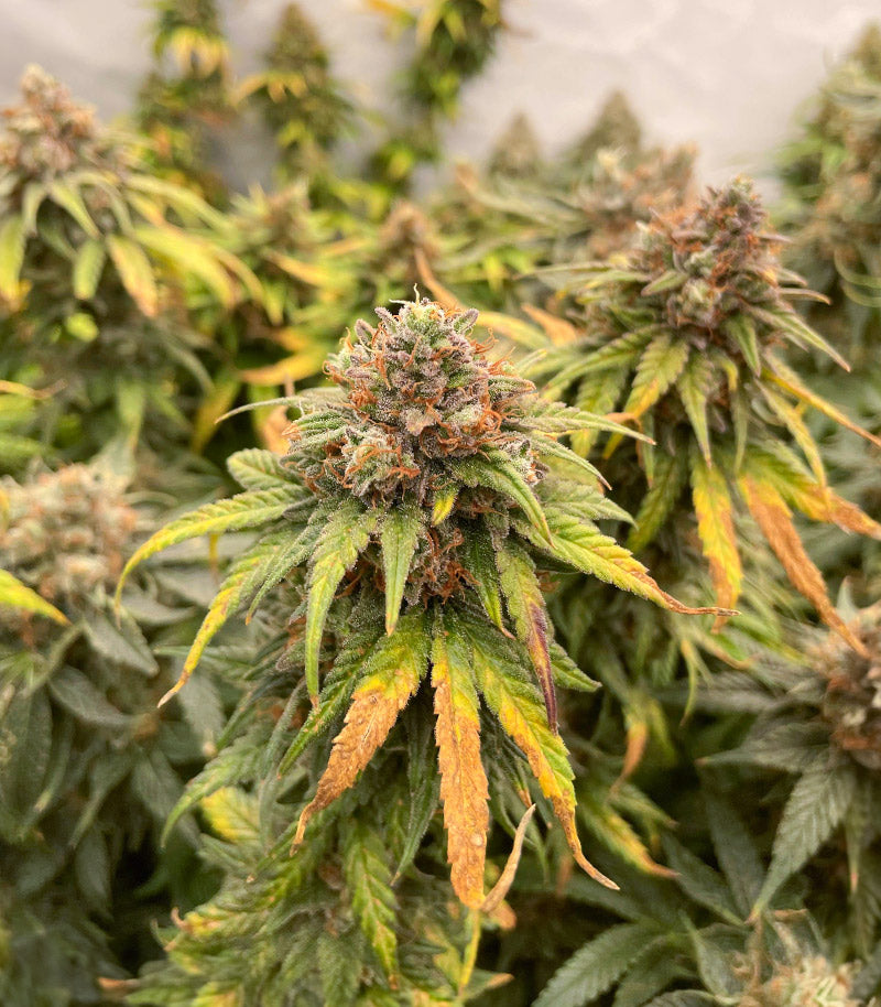 Sour Strawberry Cannabispflanze – Barney's Farm, Foto 4