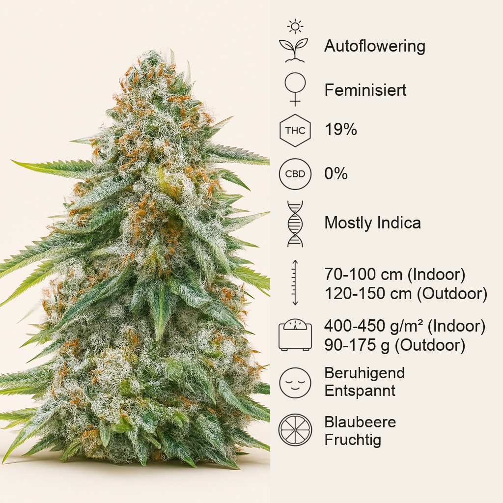 Cherry Pie Auto feminisierte Samen (Royal Queen Seeds)