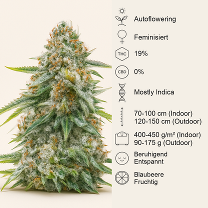 Cherry Pie Auto feminisierte Samen (Royal Queen Seeds)