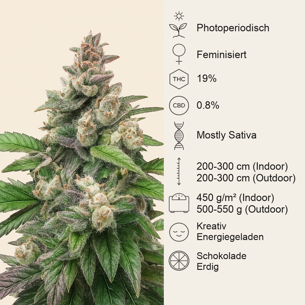 Chocolopez (BlimBurn Seeds)