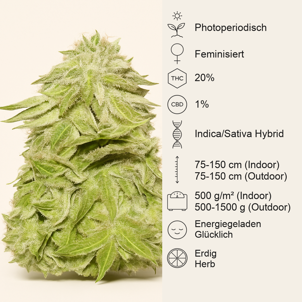 White Widow (Pyramid Seeds) Cannabis-Samen