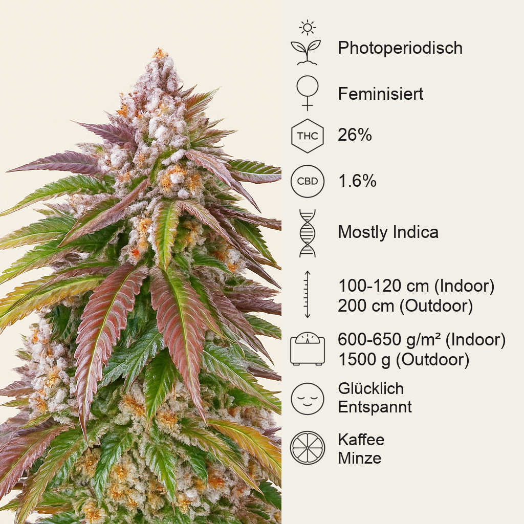 Kush Mintz feminisiertes Saatgut (Barney's Farm)