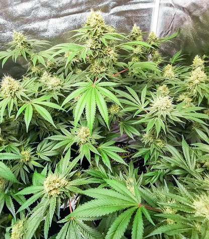 Vitality Cannabispflanze – AlphaFem Seeds, Foto 1
