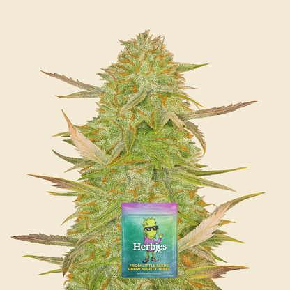 Grandmommy Purple Auto-Samen (Herbies Seeds)