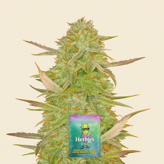 Grandmommy Purple Auto-Samen (Herbies Seeds)