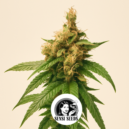 Skunk Kush regular (Sensi Seeds) Cannabis-Samen