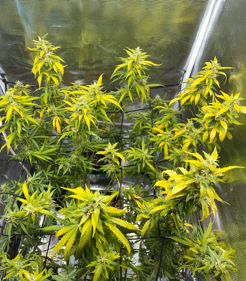 Mimosa Automatic Cannabispflanze – Royal Queen Seeds, Foto 3