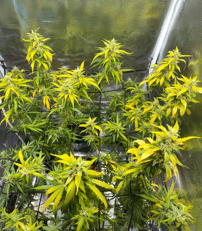 Mimosa Automatic Cannabispflanze – Royal Queen Seeds, Foto 3