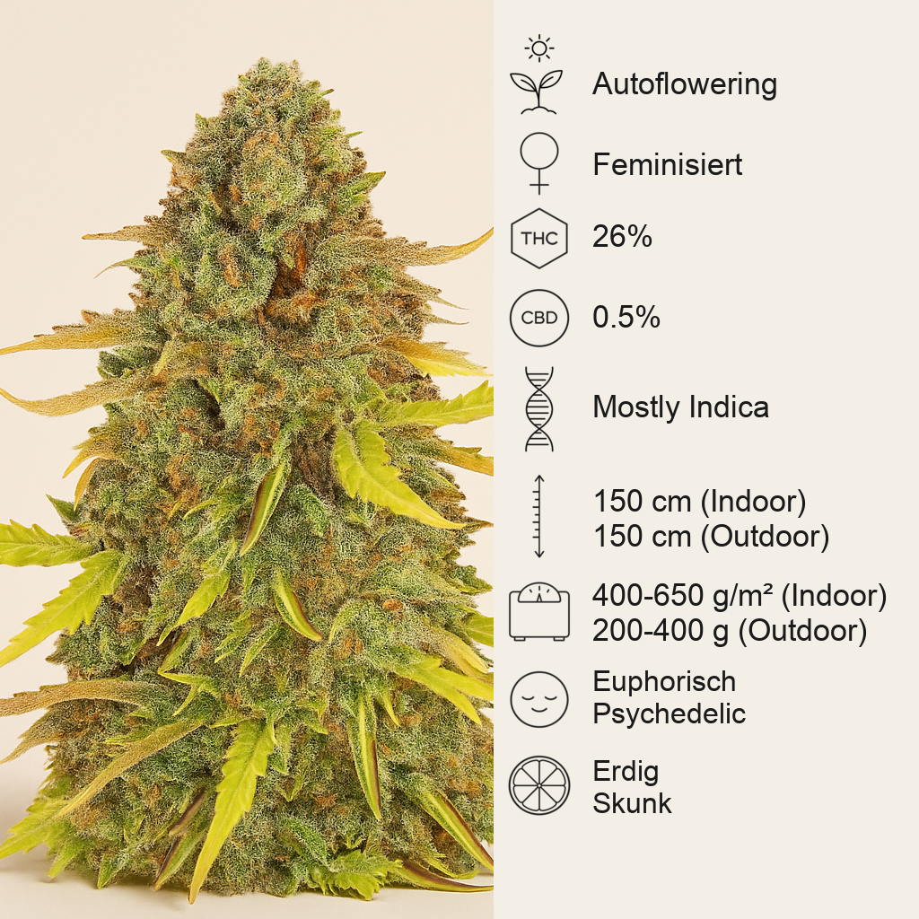 Acid Rain Autoflower feminisierte Samen (EGS)