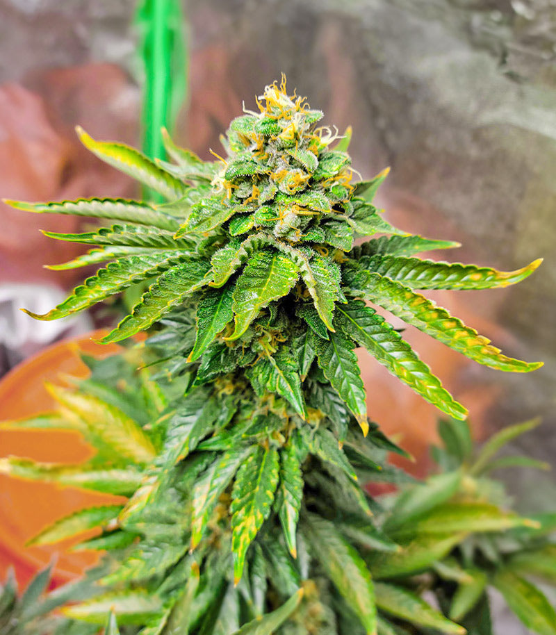 AK 47 Fast Version Cannabispflanze – EGS, Foto 1