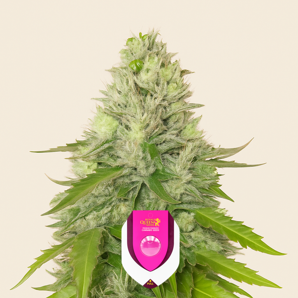 Quick One Auto (RQS) Cannabis-Samen