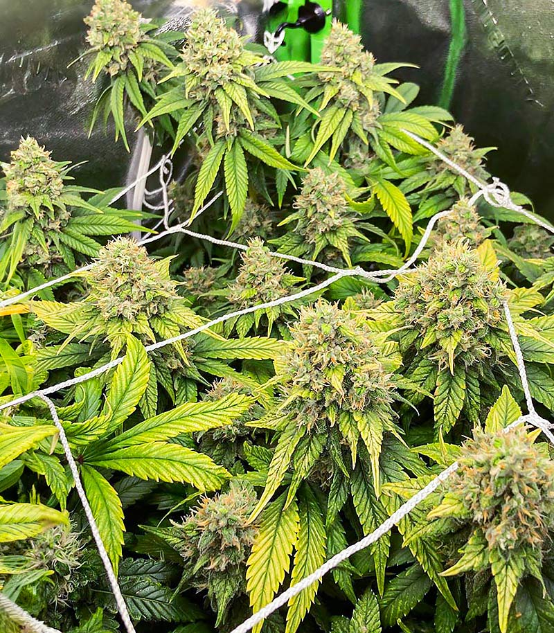 Chemdog Fast Version Cannabispflanze – EGS, Foto 2