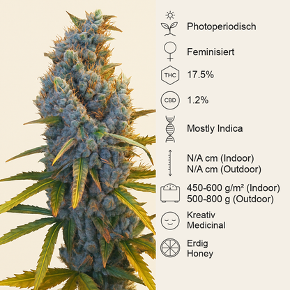 Cream Caramel F1 Fast Version (Sweet Seeds)