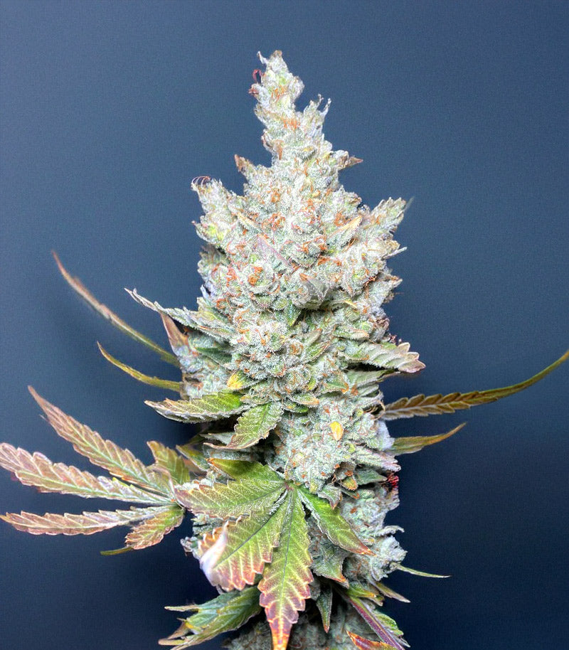 Mango Sherbert Autoflower Cannabispflanze – Humboldt Seed Company, Foto 1