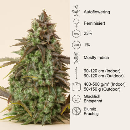 Original Big Bud Auto Samen feminisiert (Fast Buds)