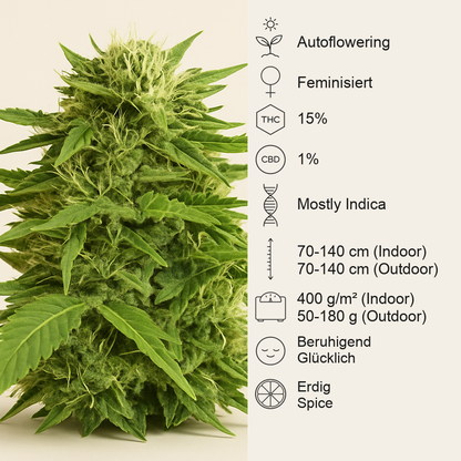 Auto Super Hash (Pyramid Seeds) Cannabis-Samen
