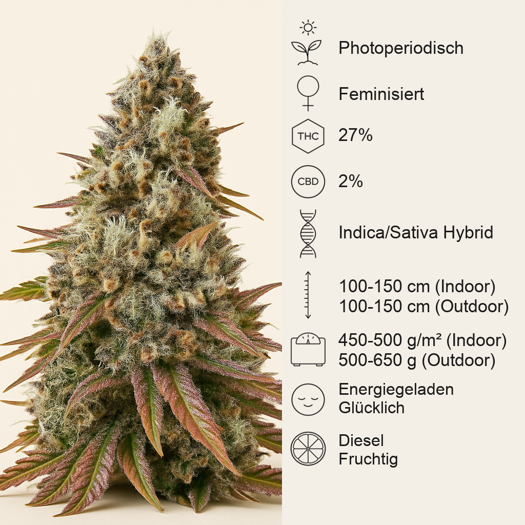 Bruce Banner #3 feminisierte Samen (Herbies Seeds)