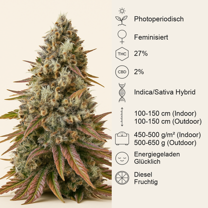 Bruce Banner #3 feminisierte Samen (Herbies Seeds)