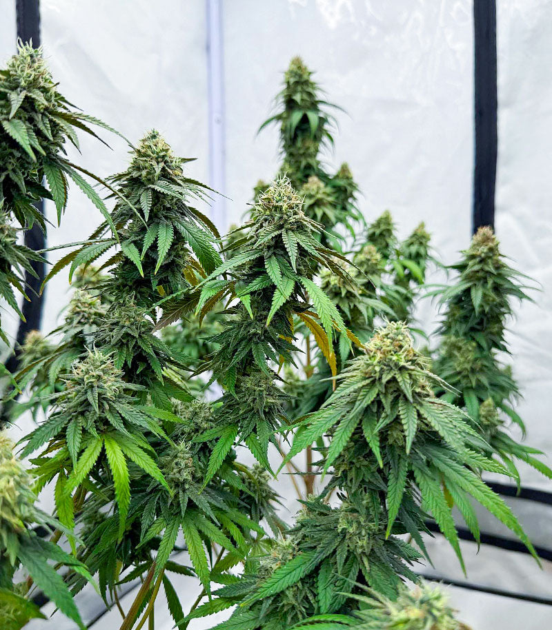 Apple Fritter Cannabispflanze – Barney's Farm, Foto 4