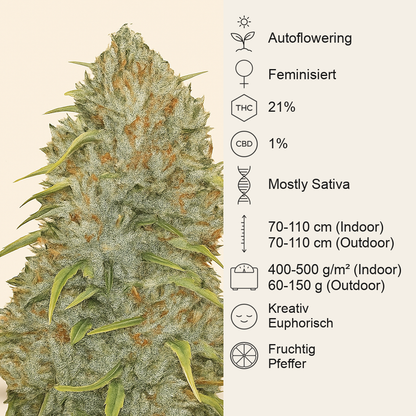 Original Auto Jack Herer (Fast Buds) Cannabis-Samen