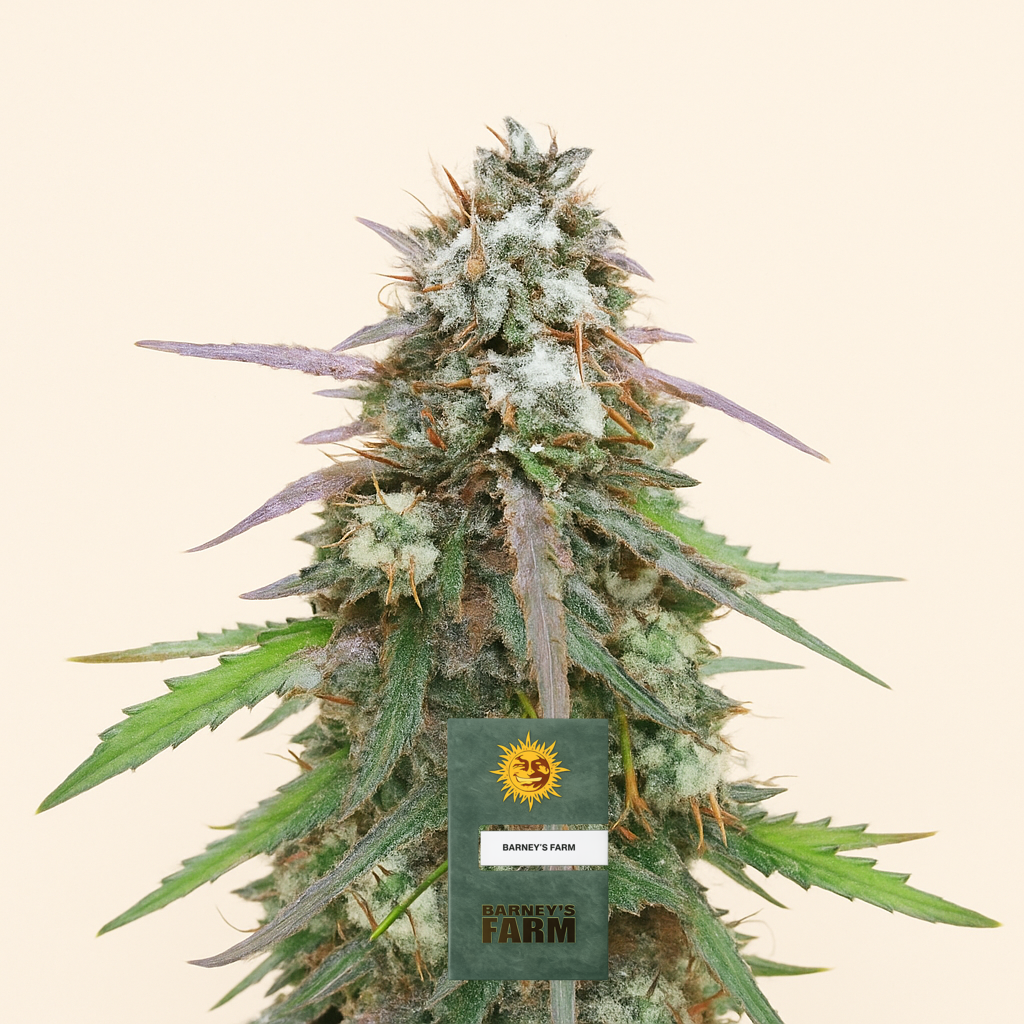 Skywalker OG Auto Samen feminisiert (Barney's Farm)