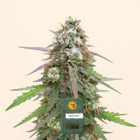 Skywalker OG Auto Samen feminisiert (Barney's Farm)