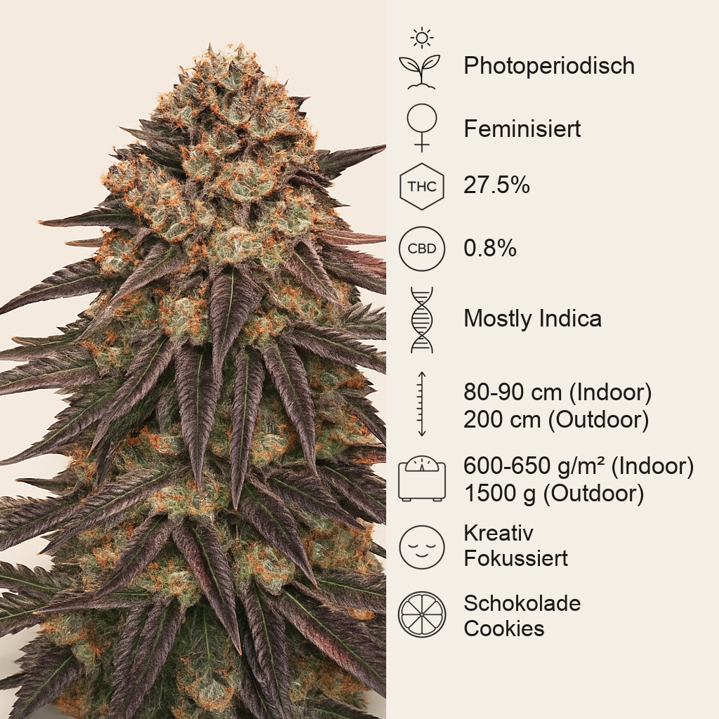 Biscotti Mintz Samen feminisiert (Barney's Farm)