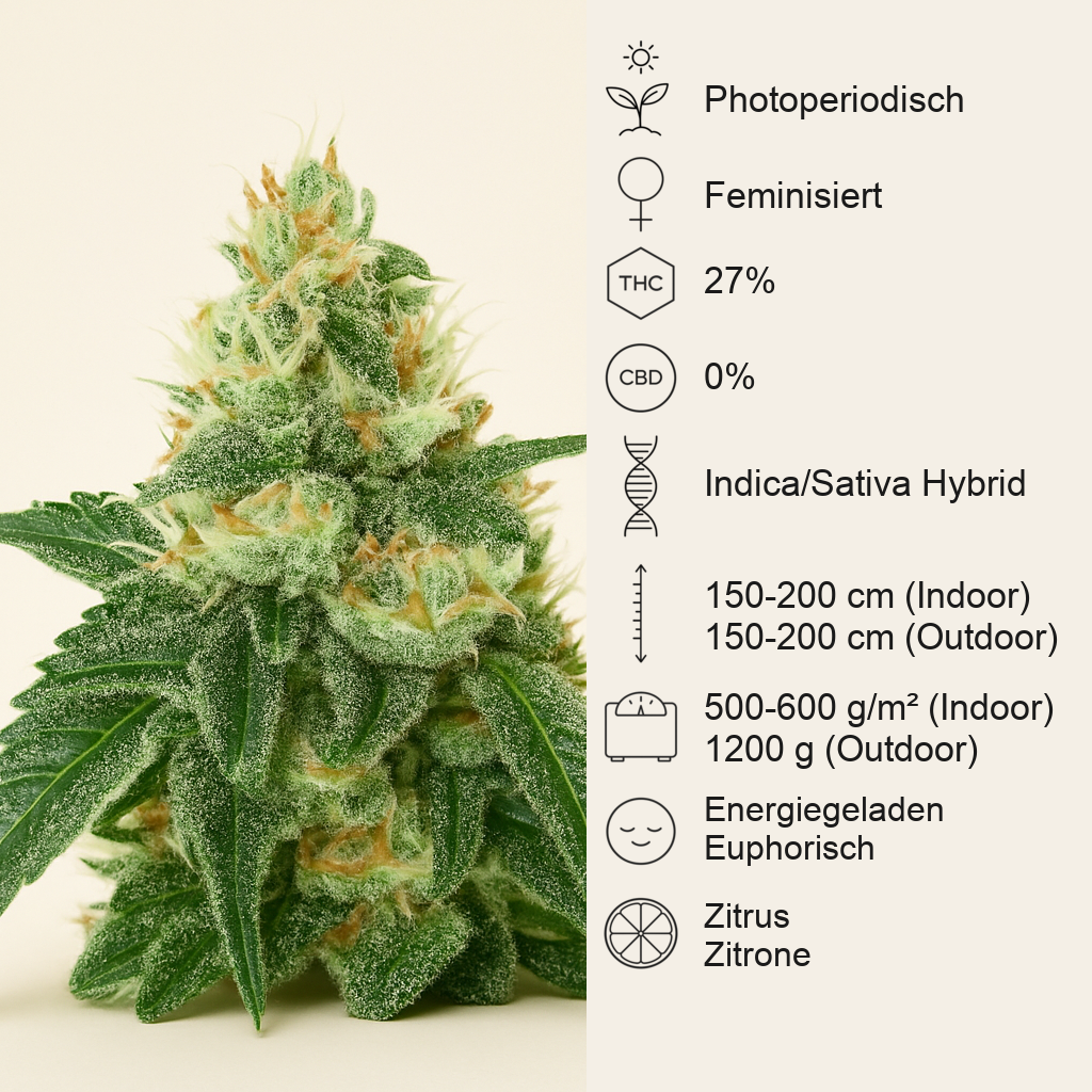 Lemon Mandarin (Fast Buds)