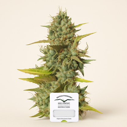 Mazar regular (Dutch Passion) Cannabis-Samen