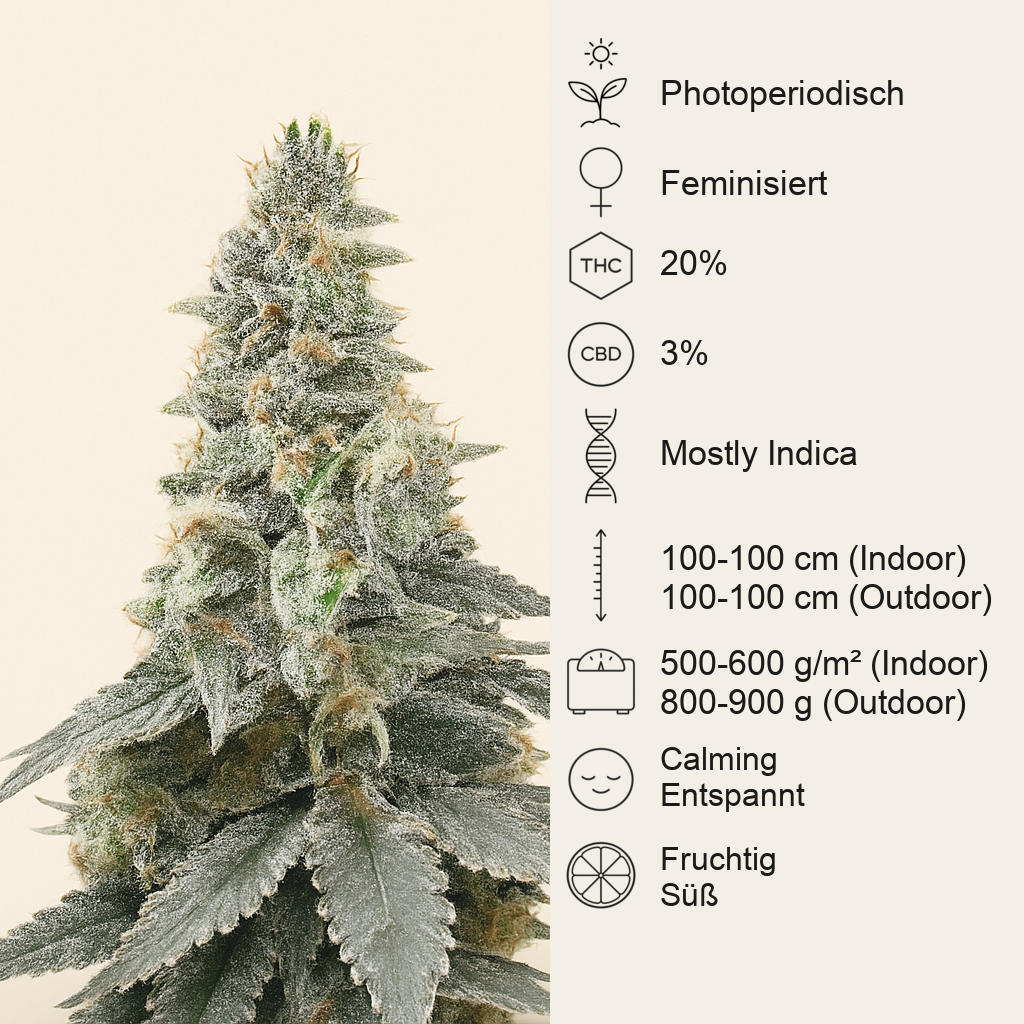 Purple Punch F1 feminisierte Samen (Seedkeepers)