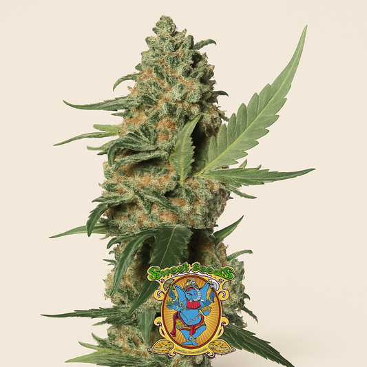 Green Poison F1 Fast Version (Sweet Seeds) Cannabis-Samen