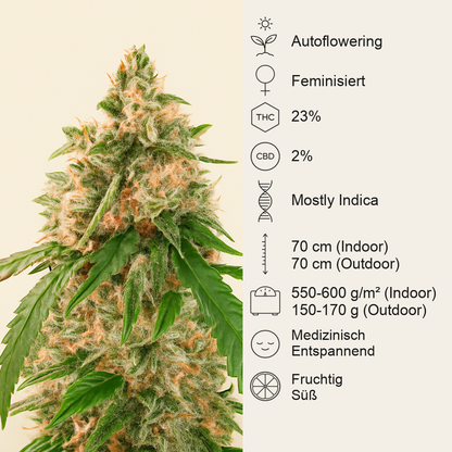 Wedding Cake Autoflower feminisierte Samen (EGS)