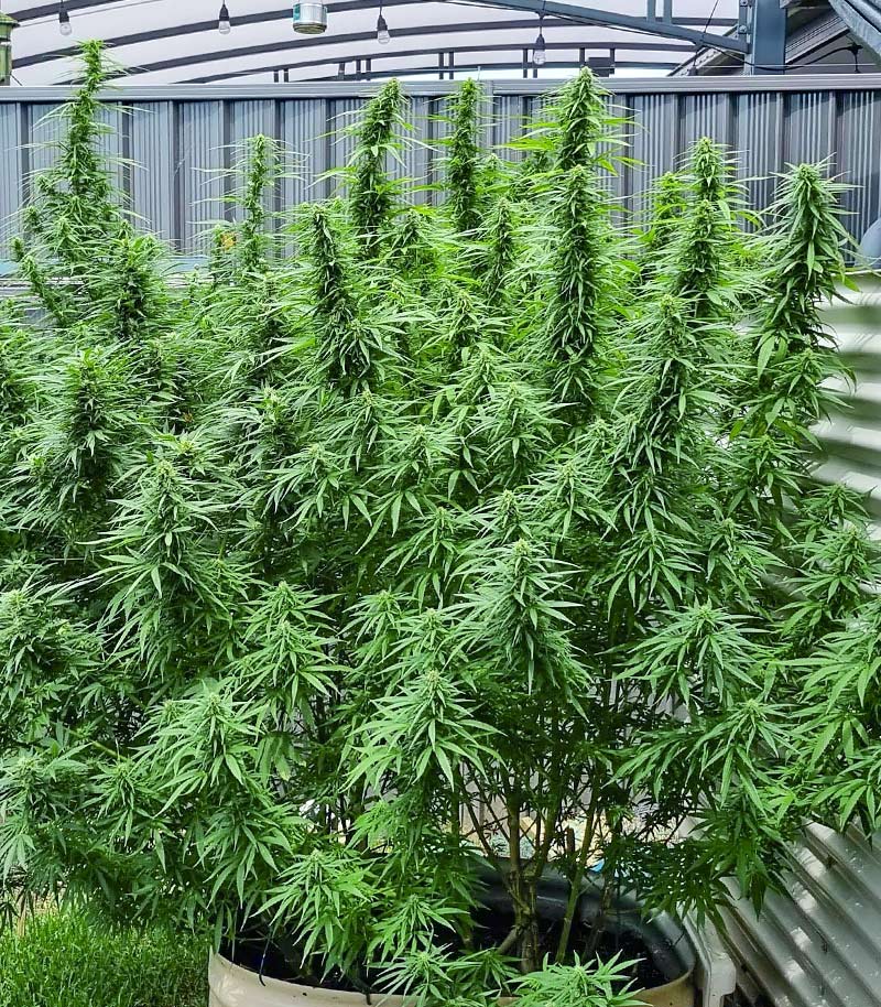 Blueberry Hill Cannabispflanze – Herbies Seeds, Foto 2