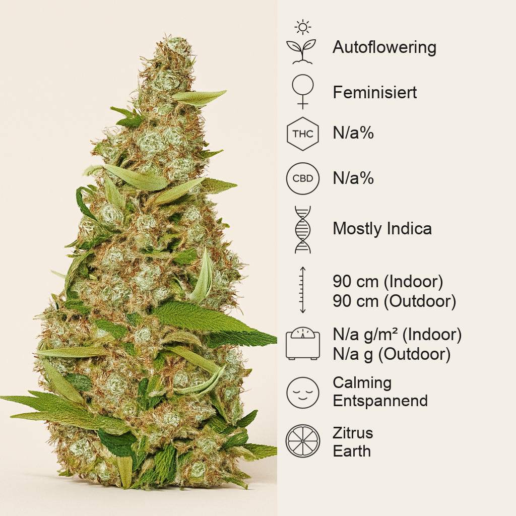 Skunk #1 Automatic (Sensi Seeds) Cannabis-Samen