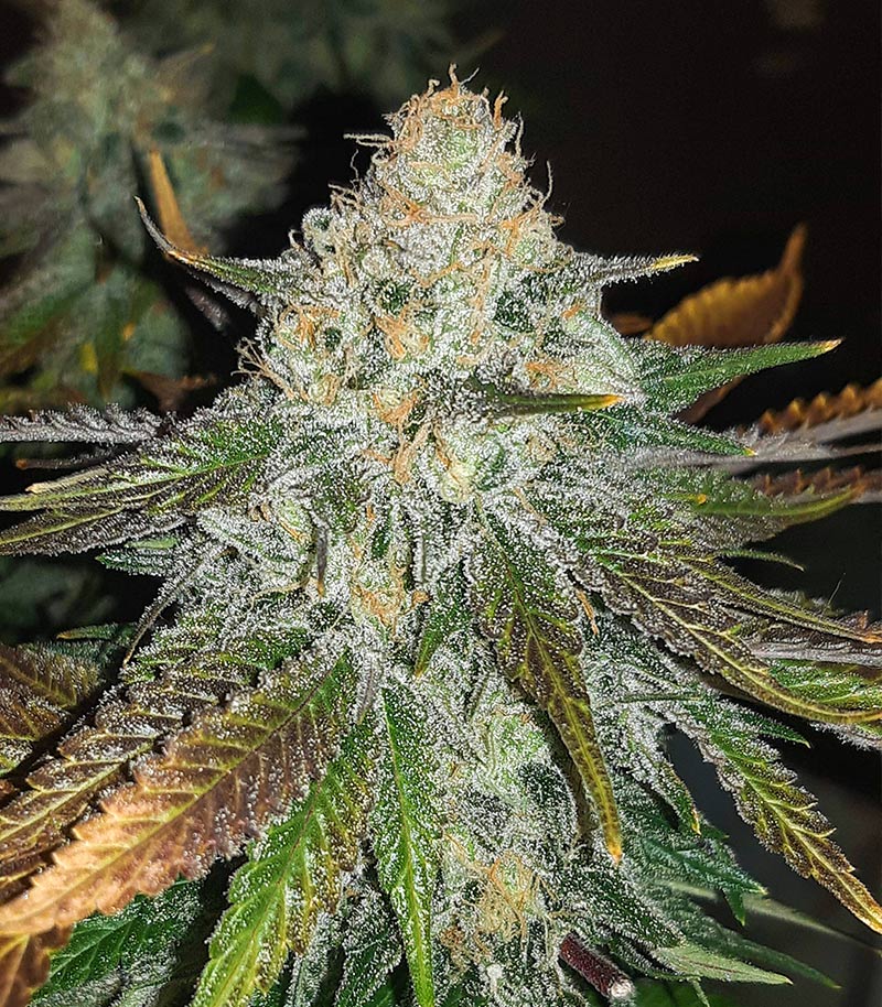 Bruce Banner Cannabispflanze – Seedstockers, Foto 2